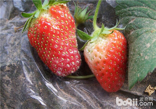 草莓常见病害之白粉病