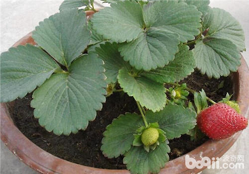 使草莓增甜膨大上色的方法介绍