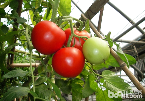 番茄嫁接好处之方法介绍|流行新宠繁殖-波奇网