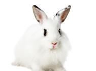 兔子因病而拒食怎么办