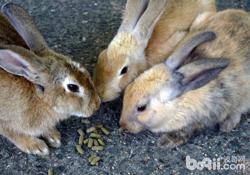 兔子因病而拒食怎么办