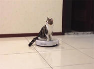 训练猫咪不要随地大小便的方法