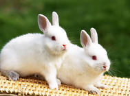 自己母兔生的兔子是否需要喂球蟲藥