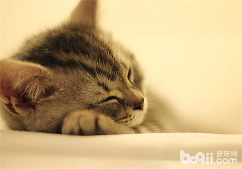 猫咪睡觉抽搐是怎么了?|成猫饲养-波奇网百科