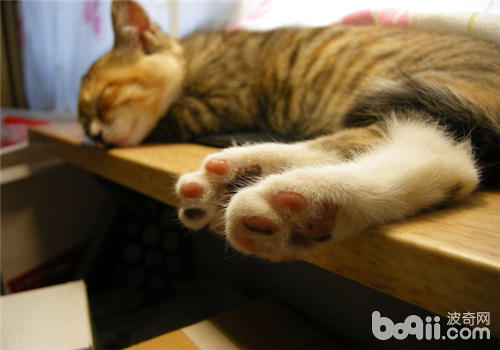 猫咪睡觉抽搐是怎么了?|成猫饲养-波奇网百科