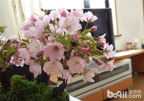樱花的盆栽技术