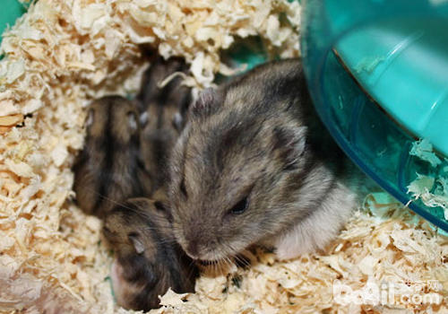 母仓鼠怀孕会对公仓鼠不利吗|小宠养护-波奇网百科大全