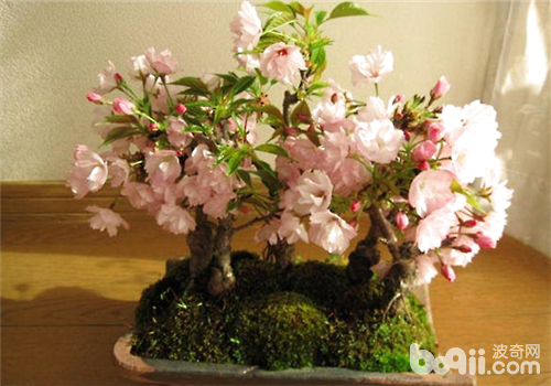 樱花的盆栽技术