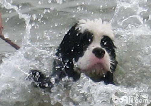 狗狗溺水后的急救措施