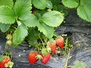 草莓的繁殖方式之葡萄莖繁殖
