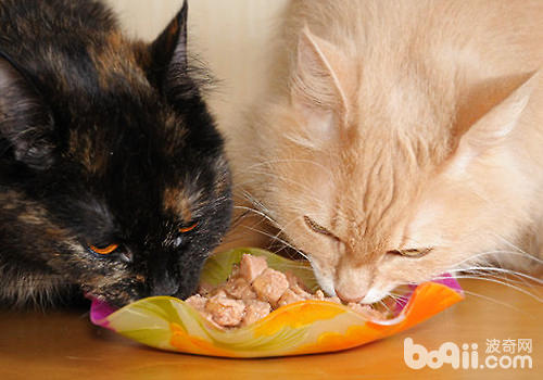 酸化食品对猫咪有什么好处