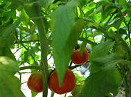 西紅柿的花期管理及注意事項
