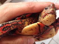 洪都拉斯木纹龟多少钱？