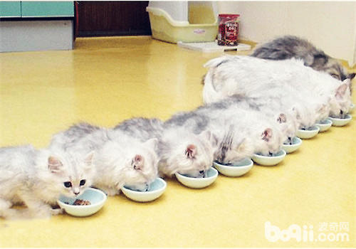 多大的猫算成猫？猫多大可以吃成猫粮？
