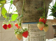 草莓土壤消毒的几种方式
