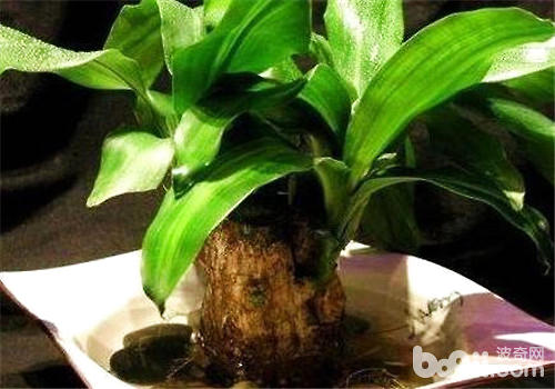 盆栽巴西木的日常护理方法