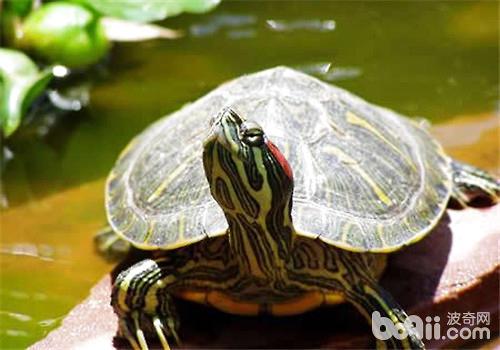 红耳龟饲养方法，红耳龟怎么养？