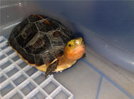 黃緣閉殼龜喜歡吃什么食物