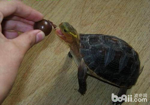 黄缘闭壳龟喜欢吃什么食物