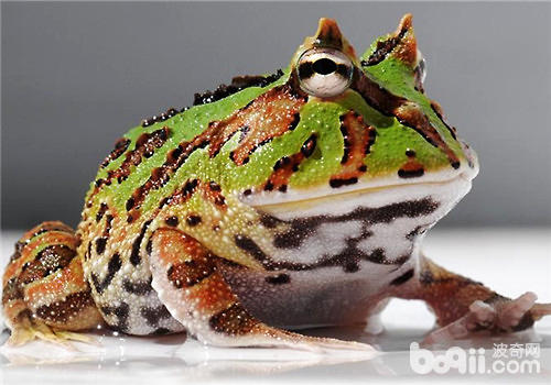 角蛙价格和角蛙寿命介绍