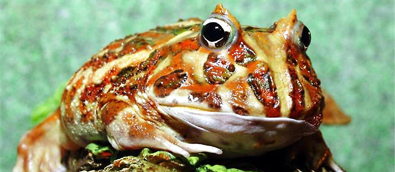 角蛙价格和角蛙寿命介绍 爬虫养护 波奇网百科大全