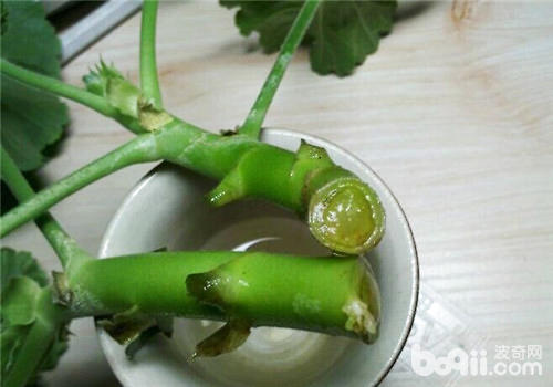 天竺葵的扦插繁殖方法介绍|观花植物繁殖-波奇网百科大全