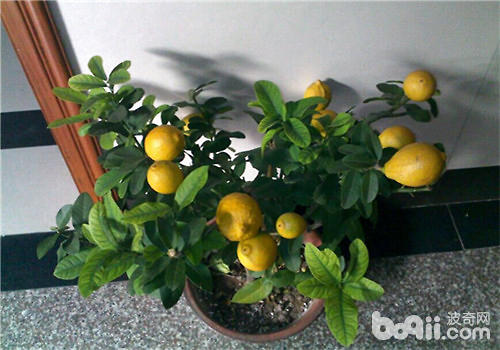 柠檬的盆栽方法介绍