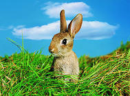 兔子不吃草，靠饿能解决吗