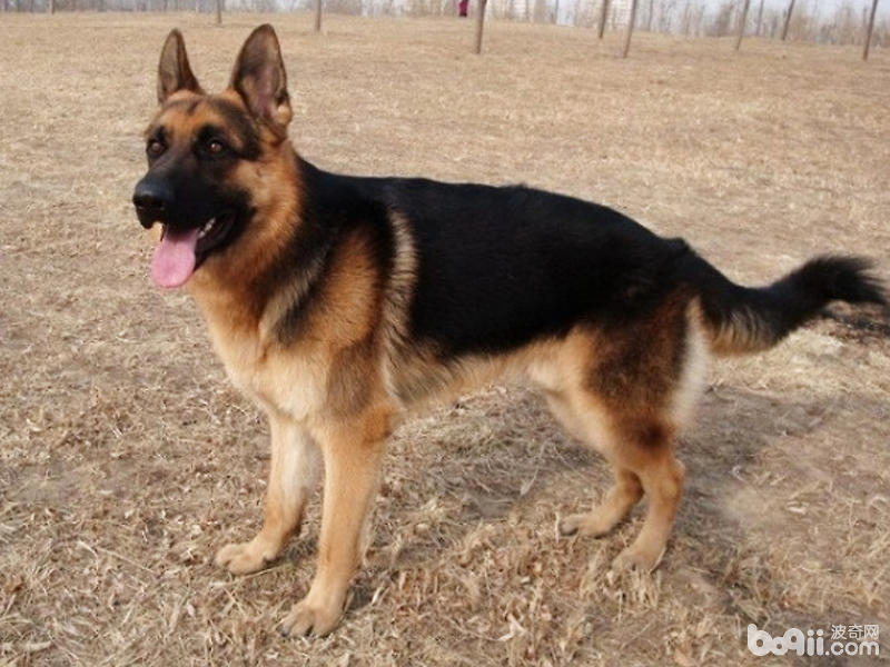 德国牧羊犬给人的印象就是高大,威猛,由于这种犬在各种搜救场所或者