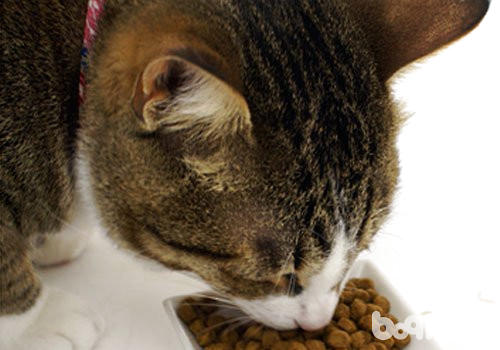 老年猫吃什么猫粮比较好？
