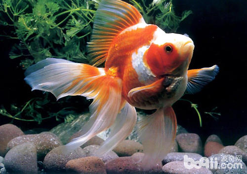 金鱼为什么会掉鳞 金鱼为什么会掉鳞