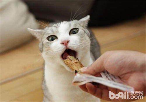 猫咪吃猫粮好还是自制粮好？