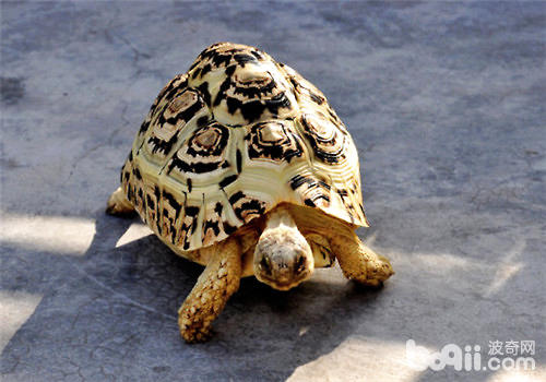 饲养豹纹陆龟的一些常见问题
