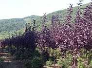 紫叶稠李在北方园林中的作用