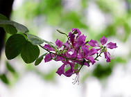 紫荊花的繁殖方法介紹