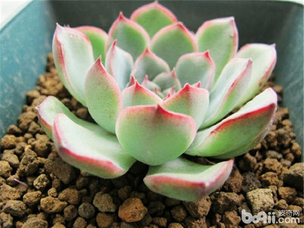 夏季多肉植物的常见病