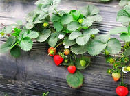家庭種植草莓的方法介紹