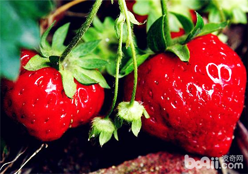 家庭种植草莓的方法介绍