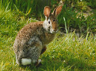 哪些方法有助于兔子的消化及腸道疾病