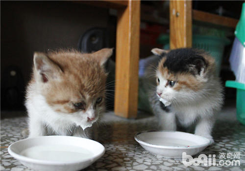 猫咪喝牛奶腹泻怎么办?|成猫饲养-波奇网百科大全
