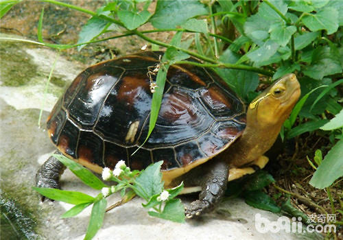 黃緣盒龜的繁殖孵化方法
