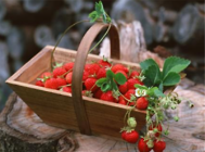 草莓春季养护方法介绍