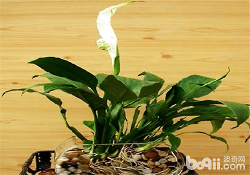 白掌的水培方法介紹