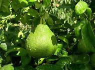 盆栽柚子樹的養殖方法