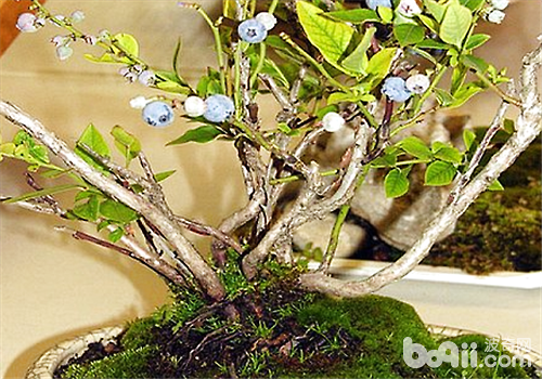 蓝莓的盆栽方法介绍