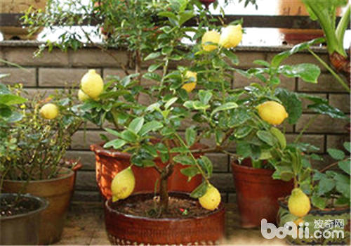 檸檬栽種的方法與要點