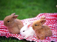 哪些错误行为容易导致兔子死亡