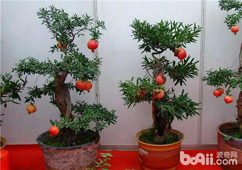 夏秋季節如何為石榴?；ū９? title=