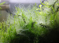 鱼缸长藻类怎么办