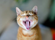 预防猫咪牙齿疾病有哪些措施